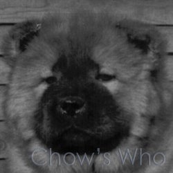 Chow's Who