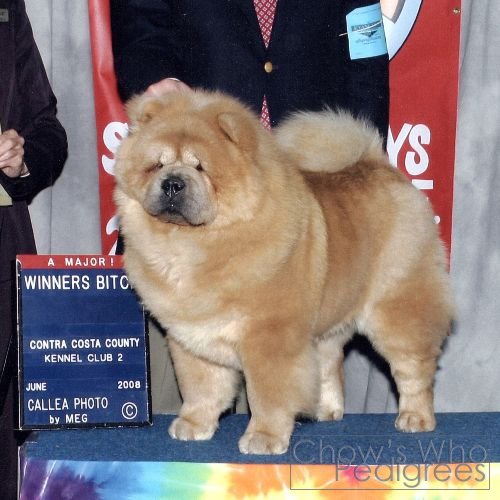 Chow's Who
