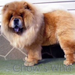 Chow's Who