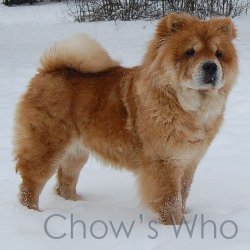 Chow's Who