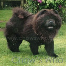Chow's Who