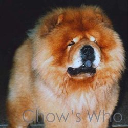 Chow's Who