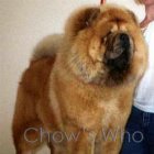 Chow's Who