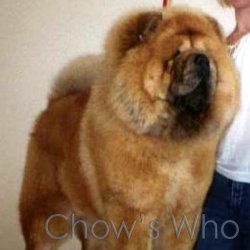 Chow's Who