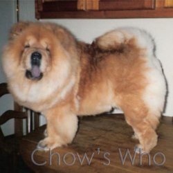 Chow's Who