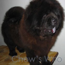 Chow's Who