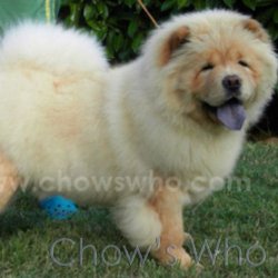 Chow's Who