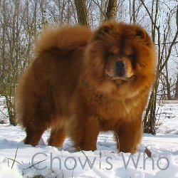 Chow's Who
