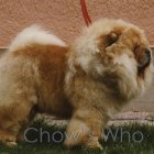 Chow's Who