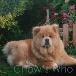 Chow's Who