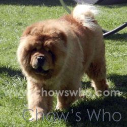 Chow's Who