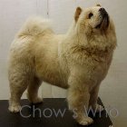 Chow's Who