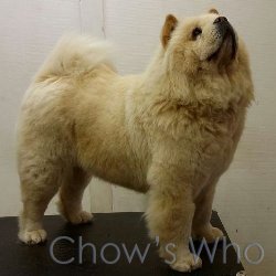Chow's Who
