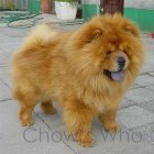 Chow's Who