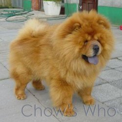 Chow's Who