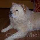 Chow's Who