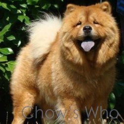 Chow's Who