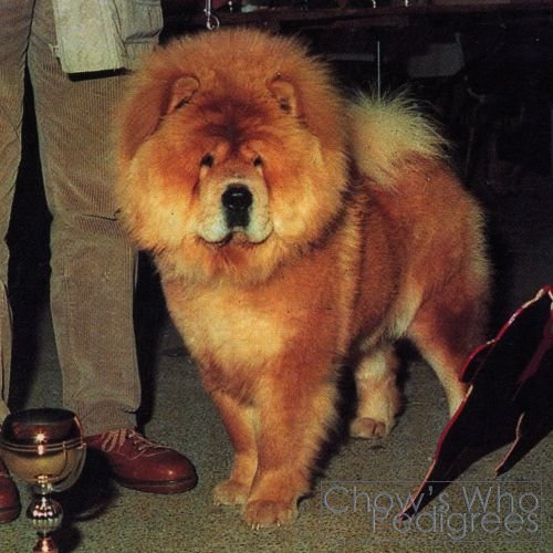 Chow's Who