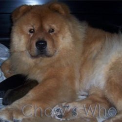 Chow's Who
