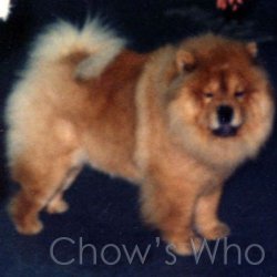 Chow's Who