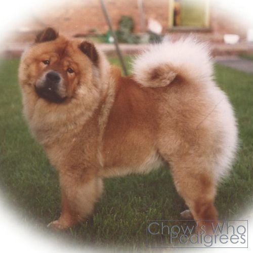 Chow's Who