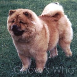Chow's Who