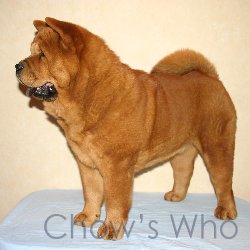 Chow's Who
