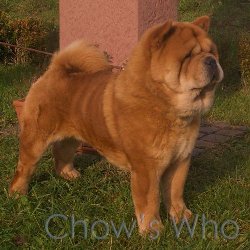 Chow's Who
