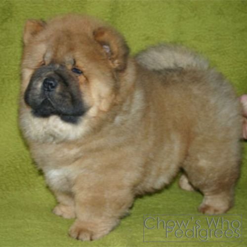 Chow's Who
