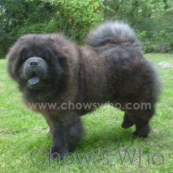 Chow's Who