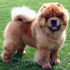 Chow's Who