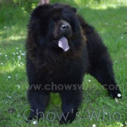 Chow's Who