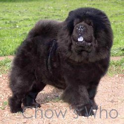Chow's Who