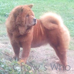 Chow's Who