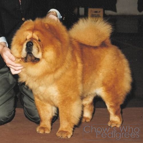 Chow's Who