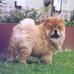Chow's Who