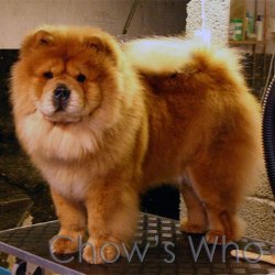 Chow's Who
