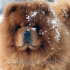 Chow's Who