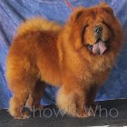 Chow's Who
