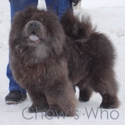 Chow's Who