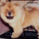 Chow's Who
