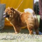 Chow's Who