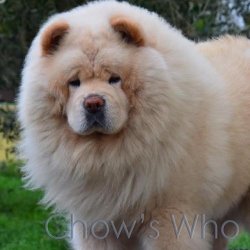 Chow's Who