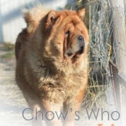 Chow's Who