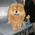 Chow's Who