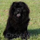 Chow's Who