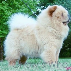 Chow's Who
