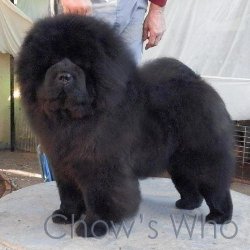 Chow's Who