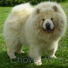 Chow's Who