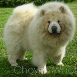 Chow's Who